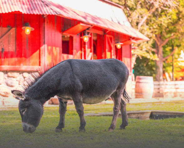 Animaux de la ferme