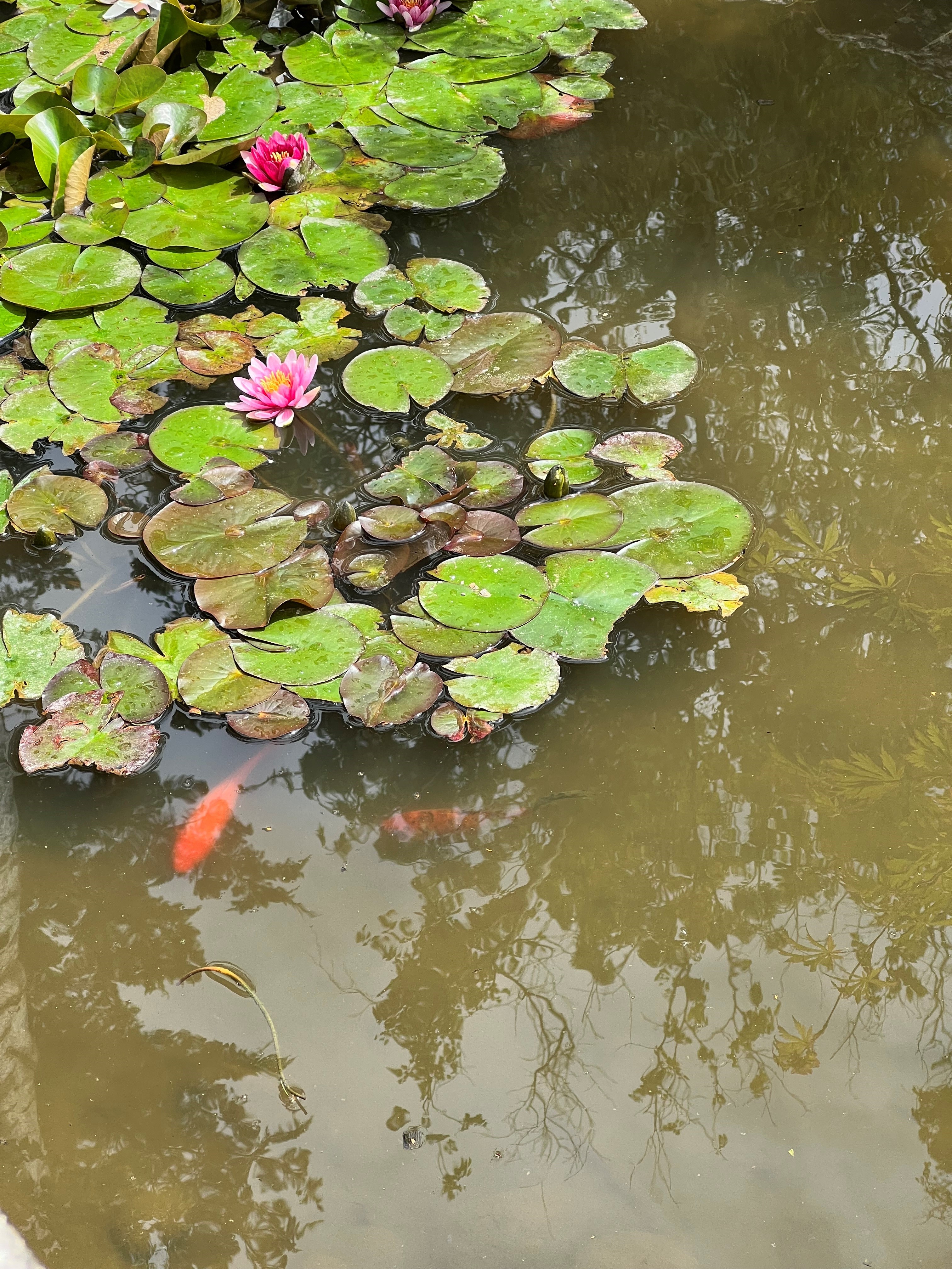Photo des poissons présents dans le bassin de la Cité des Insectes, située au parc Bagatelle et servant à préserver la biodiversité