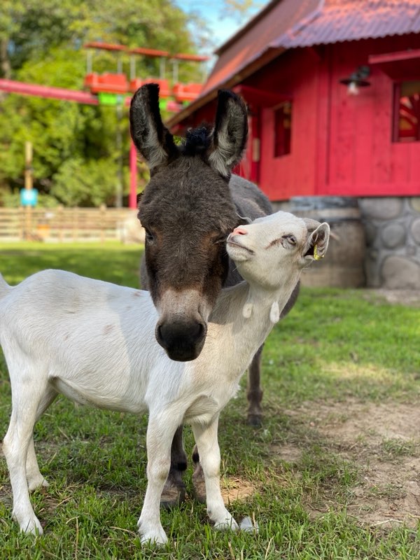 Photo de l'âne Hugo et d'une chèvre en train de se faire un câlin
