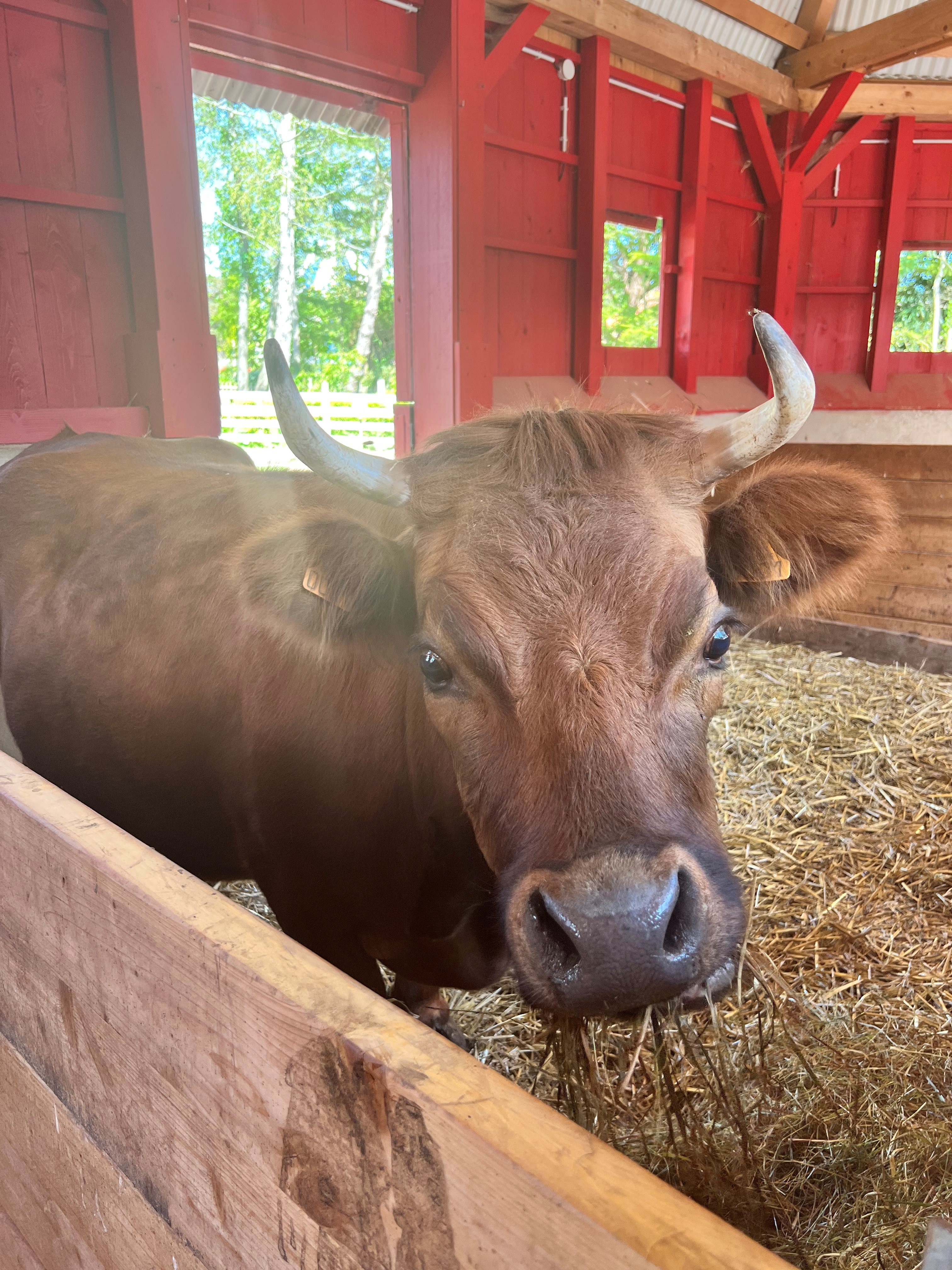 Photo de Zoé, la vache du parc Bagatelle