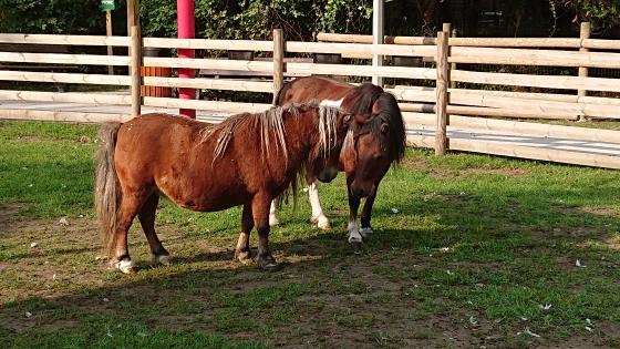Photo de Locomotion et Cadence, les 2 chevaux miniatures du parc Bagatelle